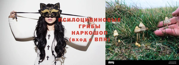 прущие грибы Алексеевка